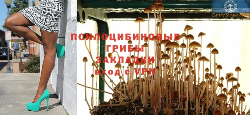 Галлюциногенные грибы Psilocybe  Печора 